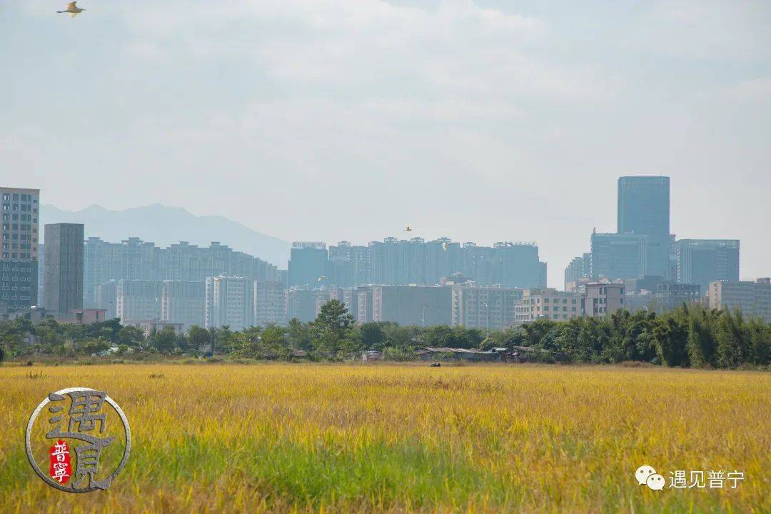 光南村稻田黄了