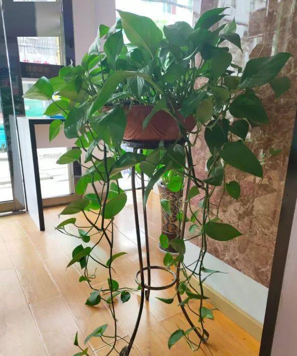 这6种吸毒花除甲醛能力一流家里最适合摆几盆