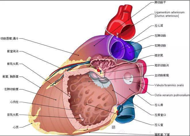 67史上最全心臟解剖圖值得收藏