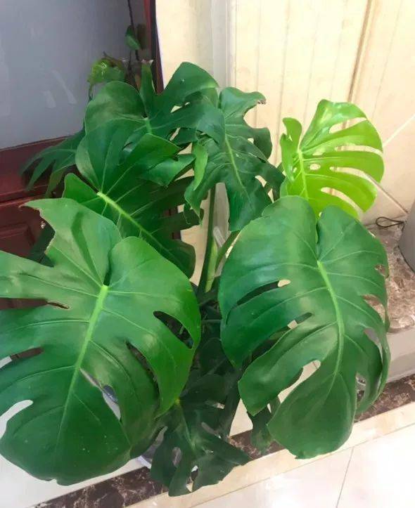 这6种吸毒花除甲醛能力一流家里最适合摆几盆