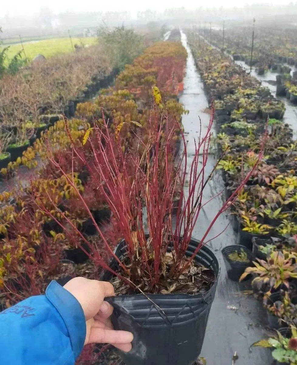 冬季可用花境,花坛植物参考