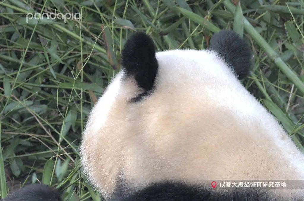 熊猫的耳朵牢固吗