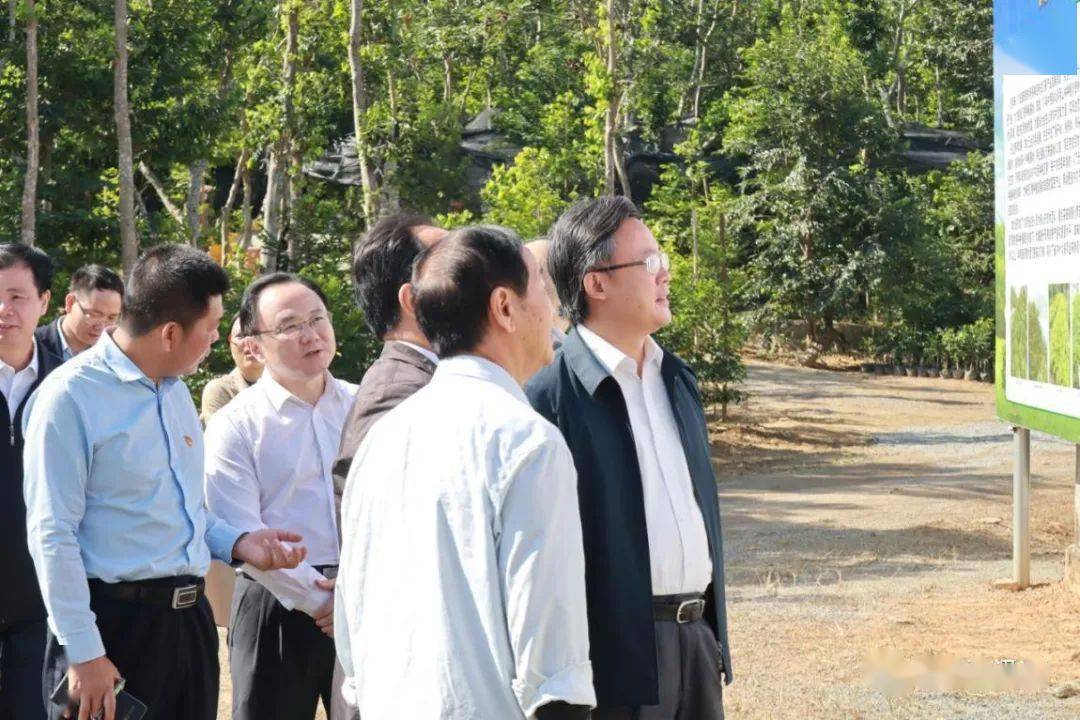 市区镇三级领导齐关注电白沙琅这条村因为沉香成团宠