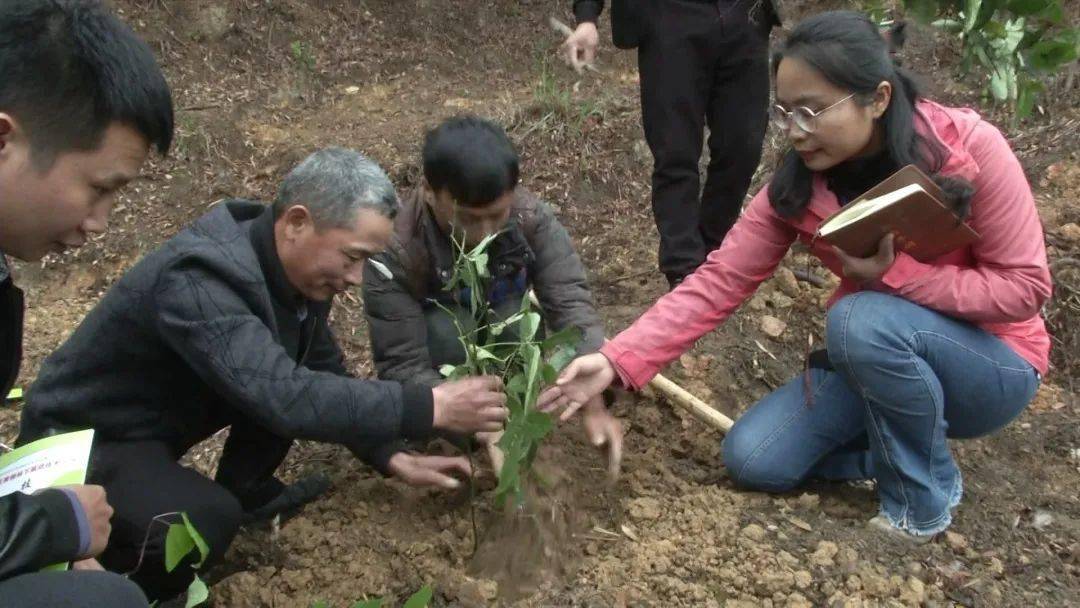 由光泽县林业局作为联系单位,省农科院科技特派员团队,光泽县科特派