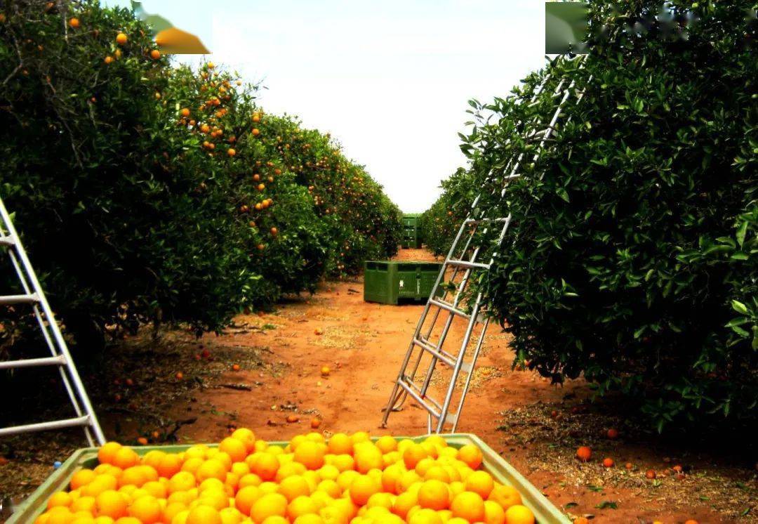 澳洲果园急招2万名工人!