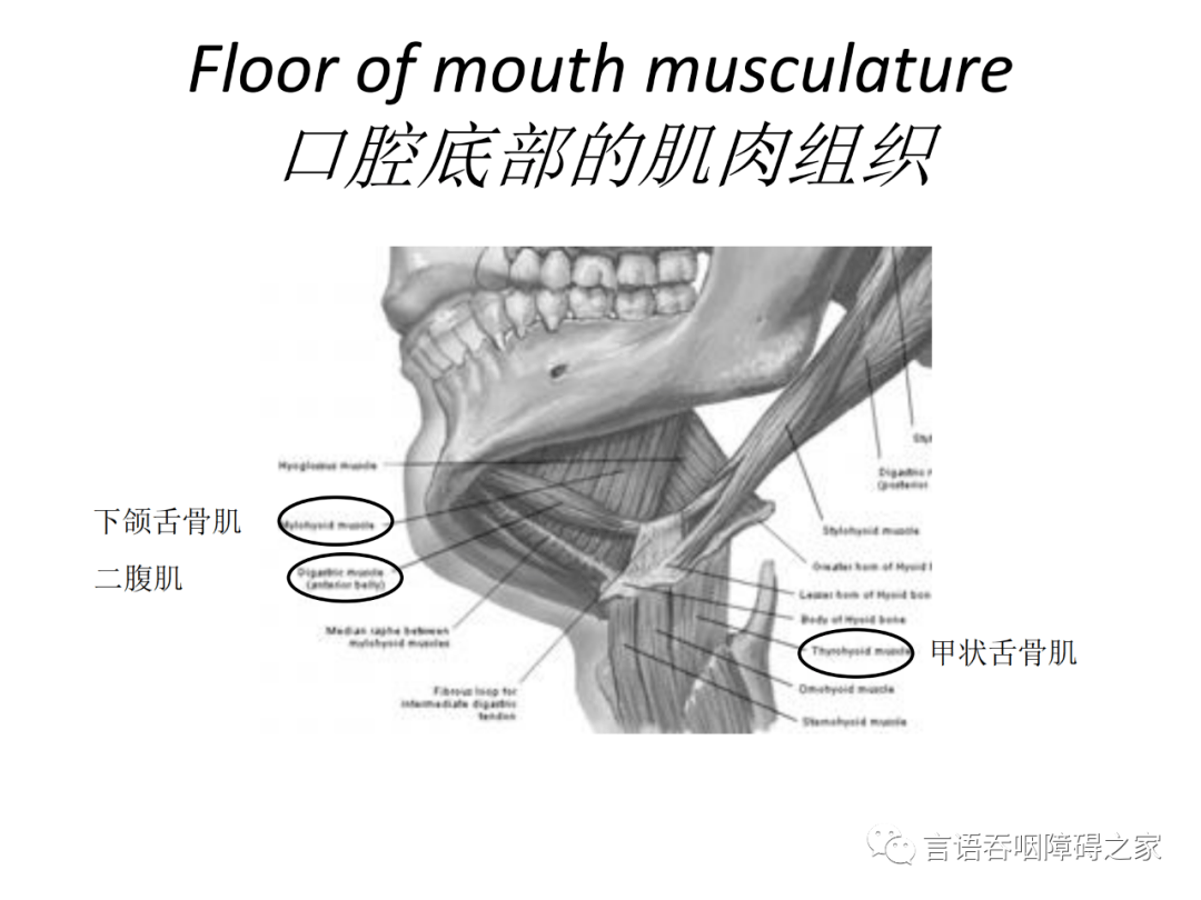 吞咽过程的肌肉运动