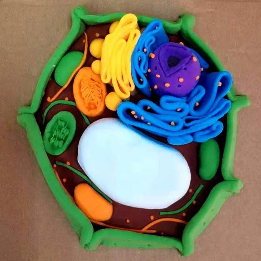 橡皮泥生物细胞模型图图片