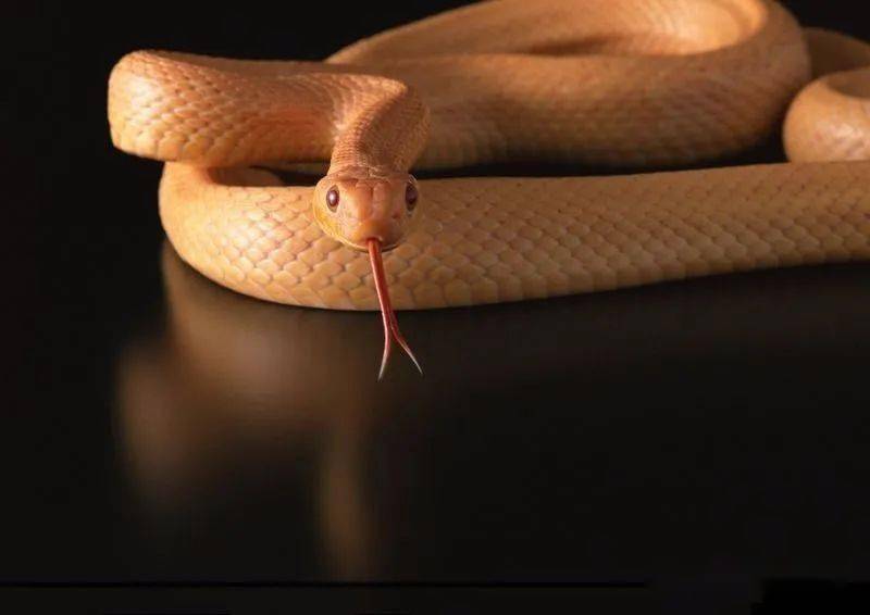 动物的超级感官——舌头