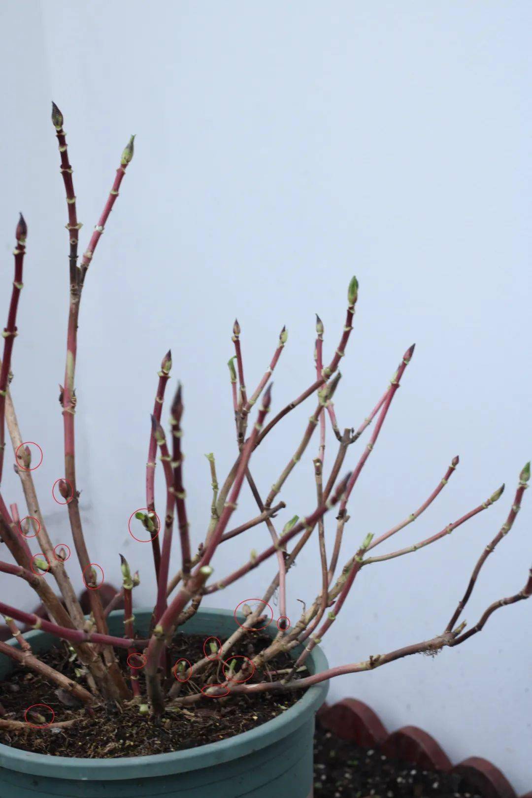 绣球修剪培训班开课啦让你的冬剪一步到位