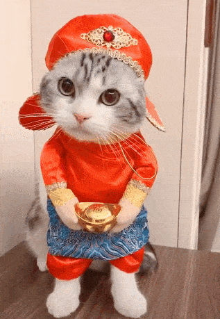 猫咪提前穿年服拜年穿上喜庆衣服后模样超级萌萌的