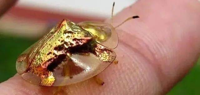 大自然的疯狂创作奇异动物长相清奇