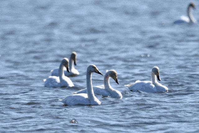 前往【醉美乡村烟墩角天鹅湖】零距离地观赏优雅的天鹅.