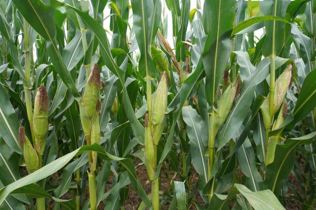 隆平243容重808克已过国审即将出场炸街了