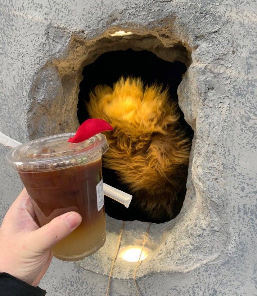 上海网红"熊爪咖啡"爆火后续:因这个原因监管部门督促其整改