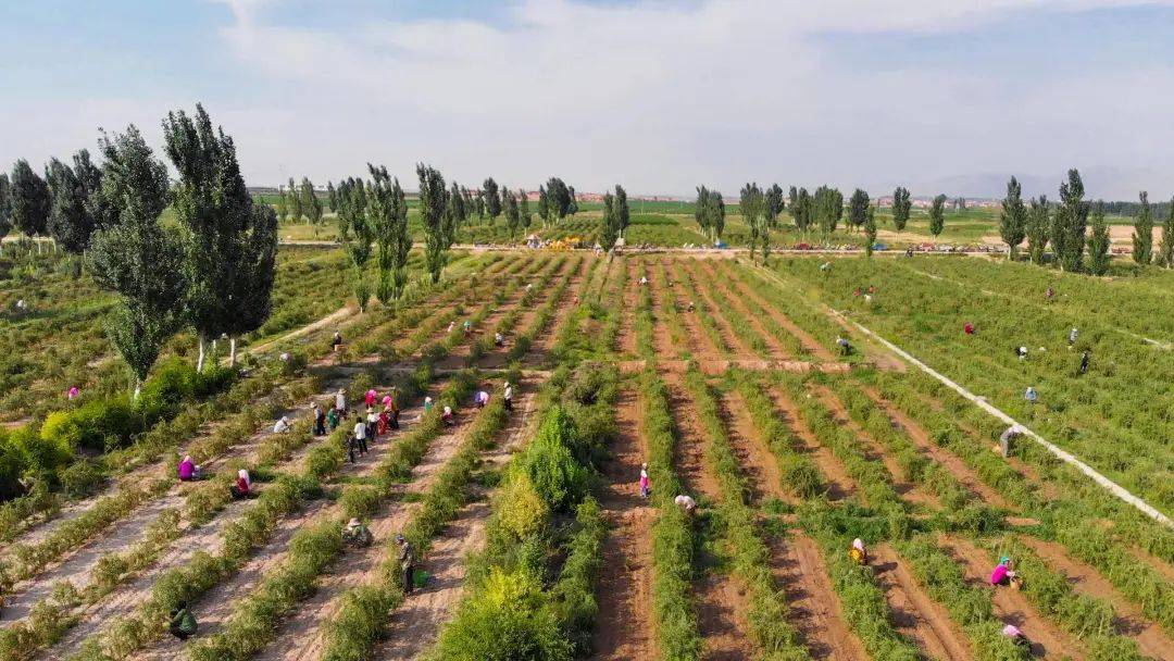 见证种树人和沙漠的史诗交锋一边是沙漠一边是树