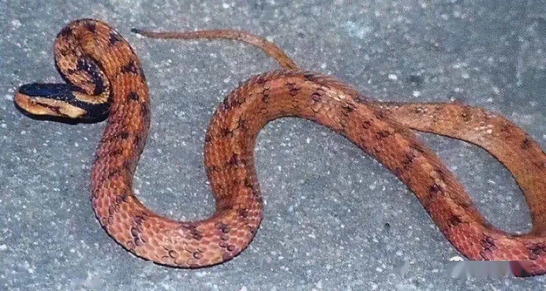 新疆也有蛇这4种蛇有毒得当心啦