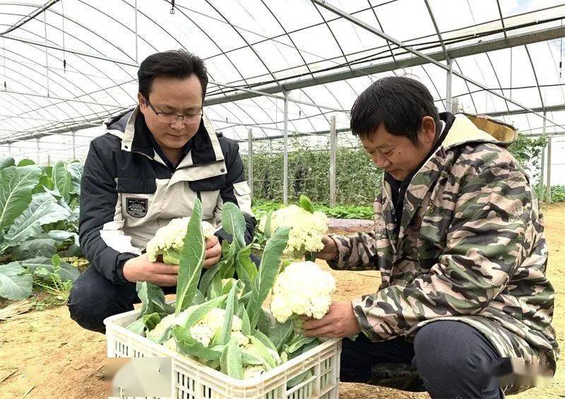 圖為陳宗明(左)在大棚裡察看採摘的蔬菜【年度經濟人物譜】陳宗明