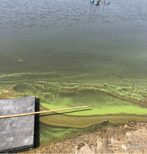 池塘有蓝藻(图3),建议使用"藻安生Ⅲ"(12亩/桶)培养有益的绿藻,硅藻