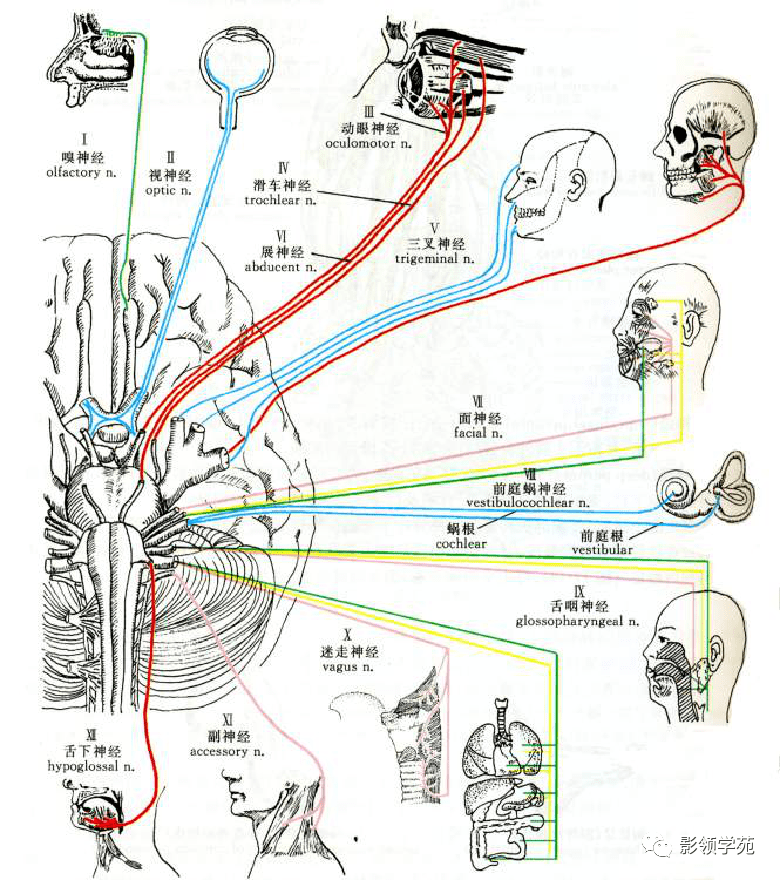 颅底结构影像解剖及病变分析_神经