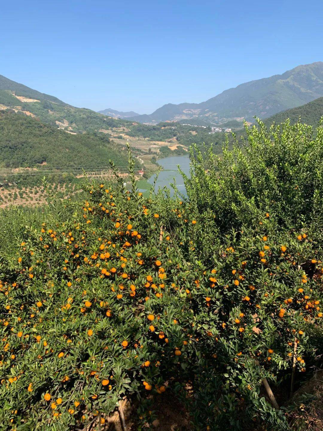 桔林柑桔节即将开幕!@爱吃柑桔的你,到闽清桔林乡林果场来一场香香甜