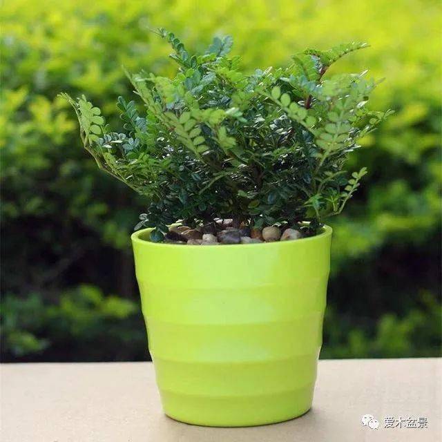 清香木_盆景