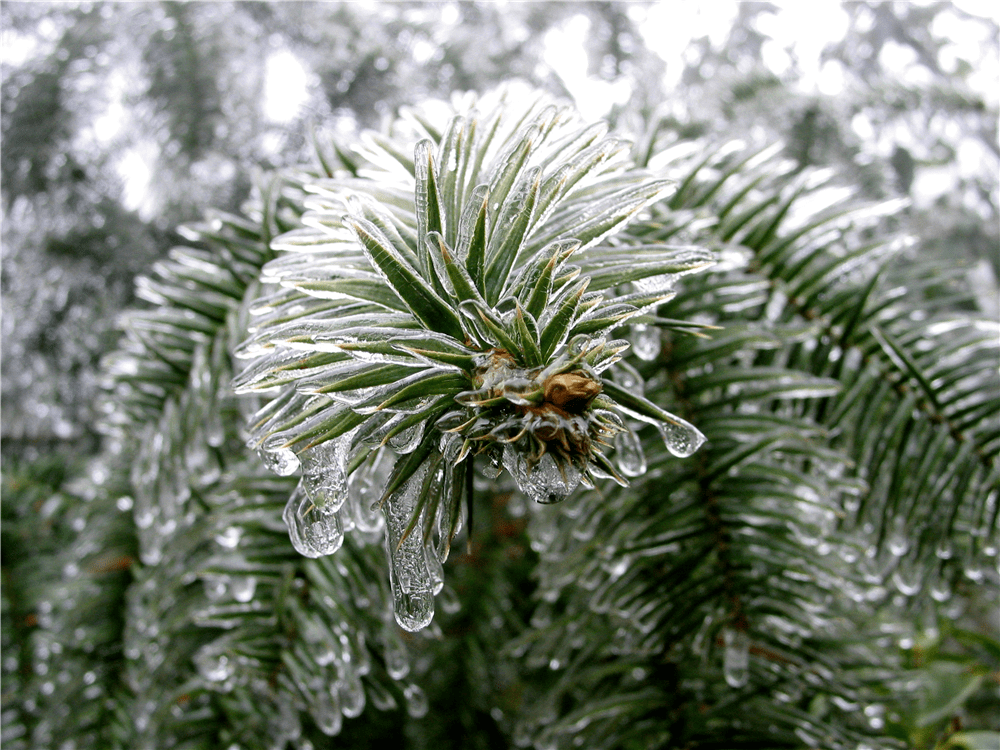 大明山雾凇节来咯与雾凇来一场邂逅