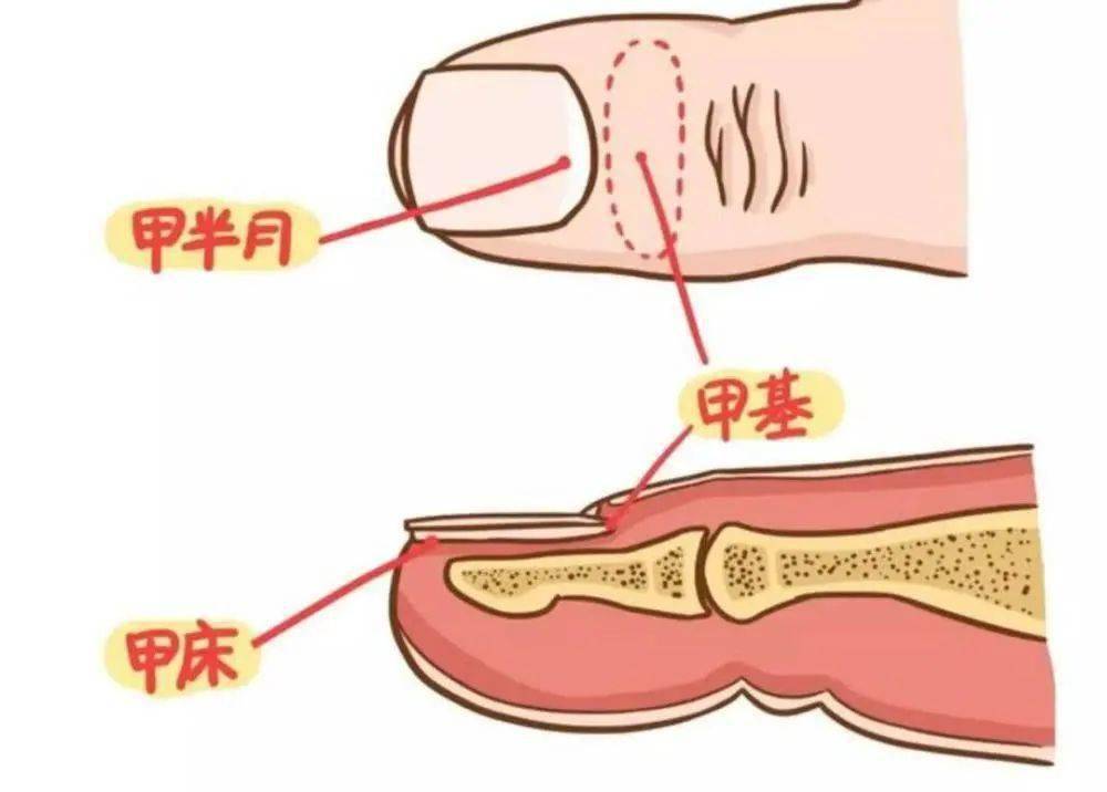 指甲上的月牙越大越多身體就越好真相可能不是你想的那樣