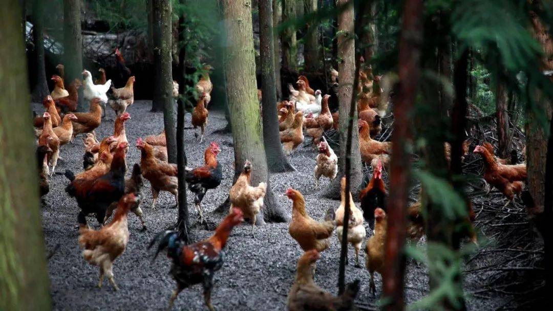 从梦想到圆梦,"龙游飞鸡"叙永模式激发了越来越多的"王洪志".