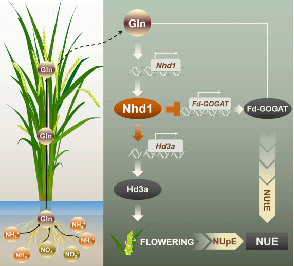 Current Biology | 南京农业大学徐国华课题组揭示氮素调控开花和氮利用效率的协同机制-搜狐大视野-搜狐新闻