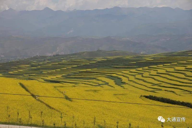 八里村花海图片