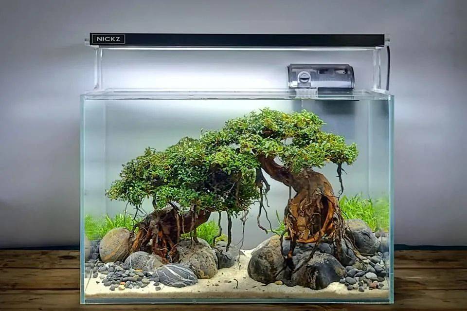 全网样式最多的莫斯树造景?