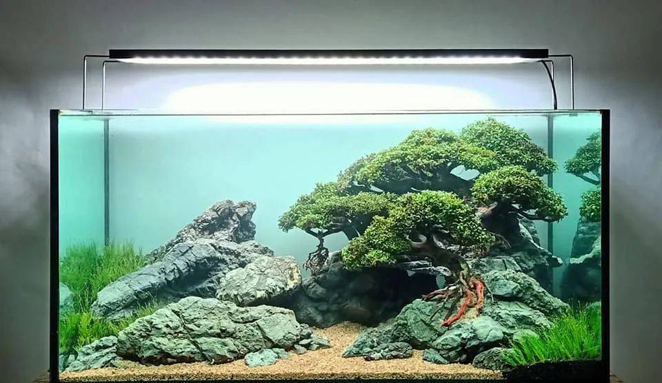 全网样式最多的莫斯树造景?