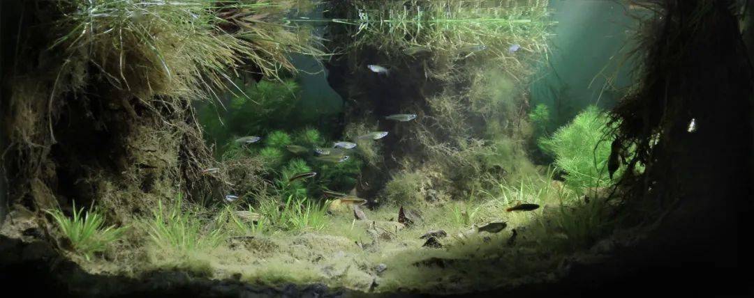 「原生连线2020」第7期 ||李帆:生态与景观的协调统一_造景