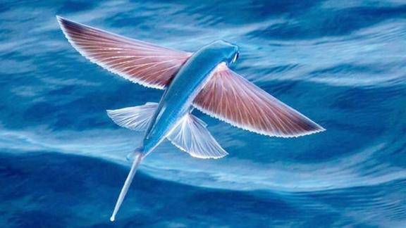 能飞的鱼你见过吗这种鱼在艰苦的进化中进化出了飞行能力