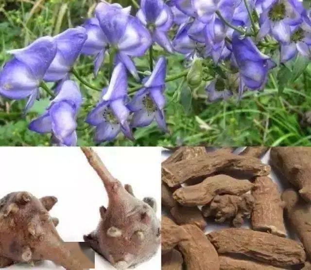 乌头碱类植物毒性大,别再当药膳食用_草乌