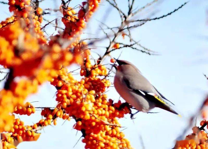 沙棘太美太平鸟云集