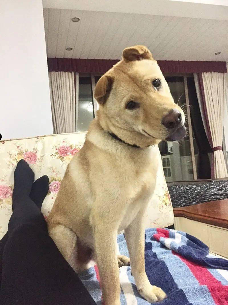 汪星人的歪头杀受不了了啊