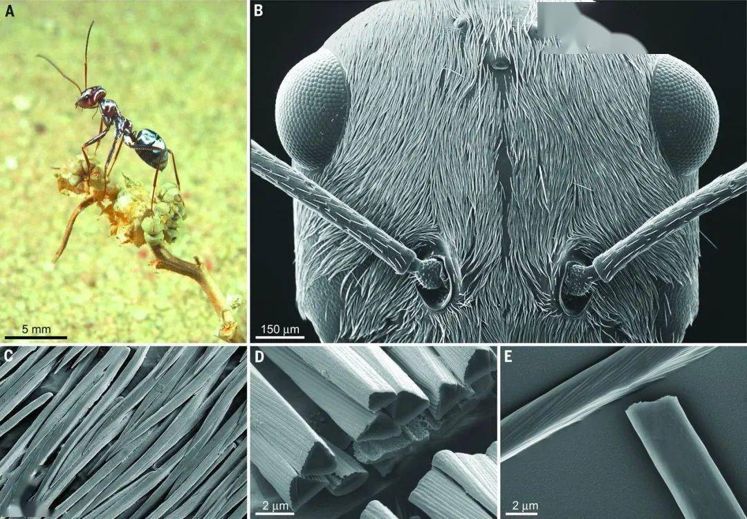通过高倍显微镜观察会发现,这种银白色来源于覆盖在蚂蚁表皮的很多