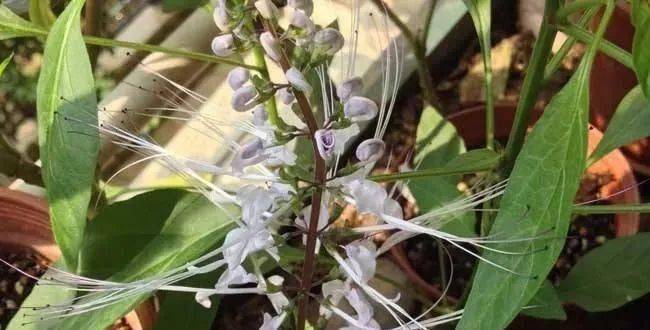 猫须草的功效作用