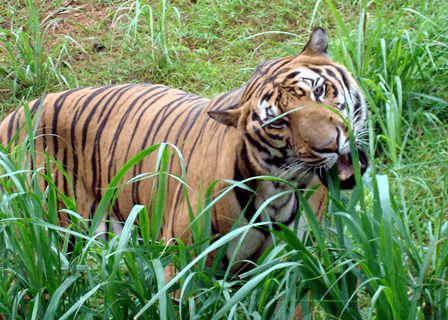 它的数量比大熊猫还少来听专家讲华南虎的故事