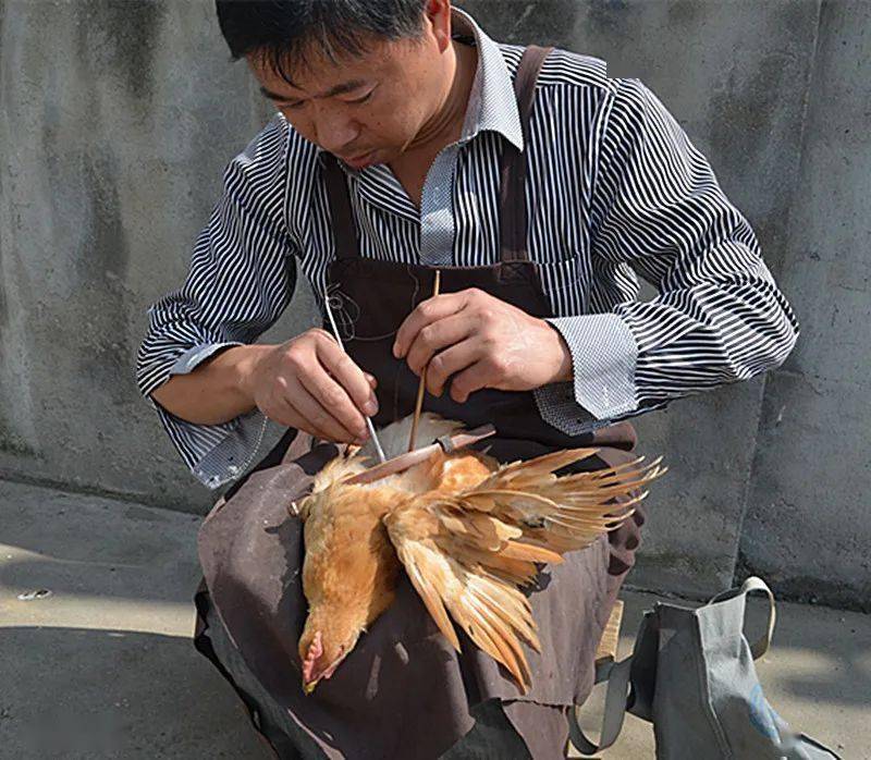 我与阉鸡师傅闲谈时,农户已将几只小雄鸡捉过来了.