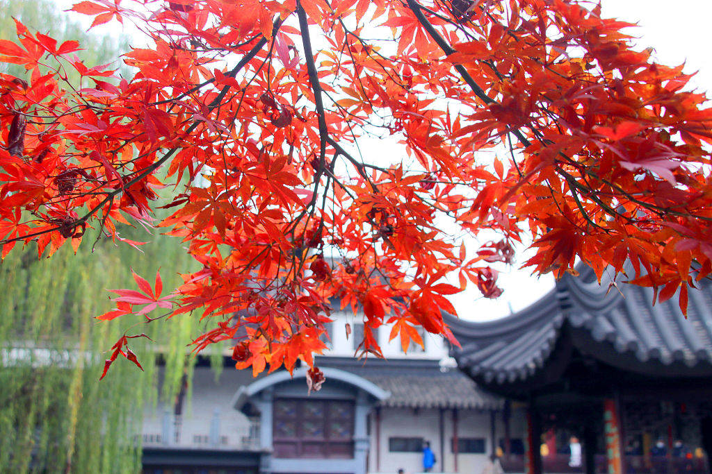 江苏苏州园林枫叶绯红成冬日迷人风景