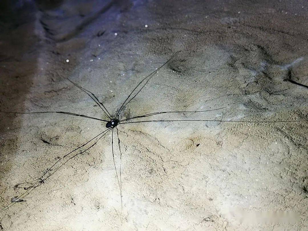 千与千寻里的黑煤球精灵感大概来自这种小东西