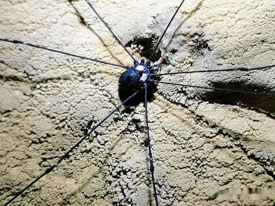 《千与千寻》中的黑煤球精"有些洞穴盲蛛确实全瞎了,而剩下的大部分