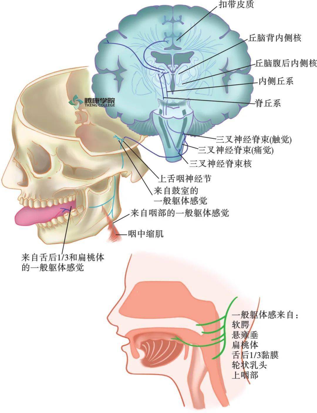 舌头的神经分布图图片