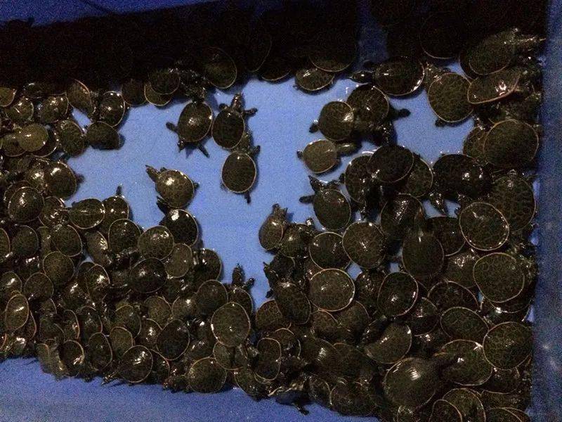 珍珠鳖苗最新交易价格