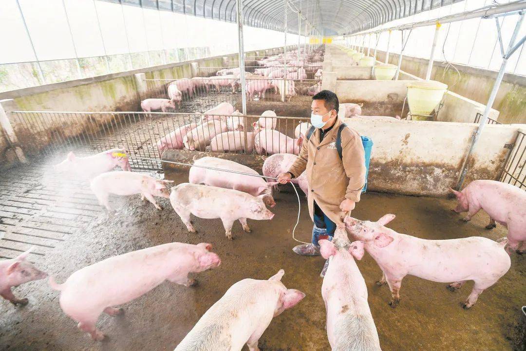 程林利對豬舍消毒把好防疫關程先戰是養豬大戶程林利發展生態循環農業