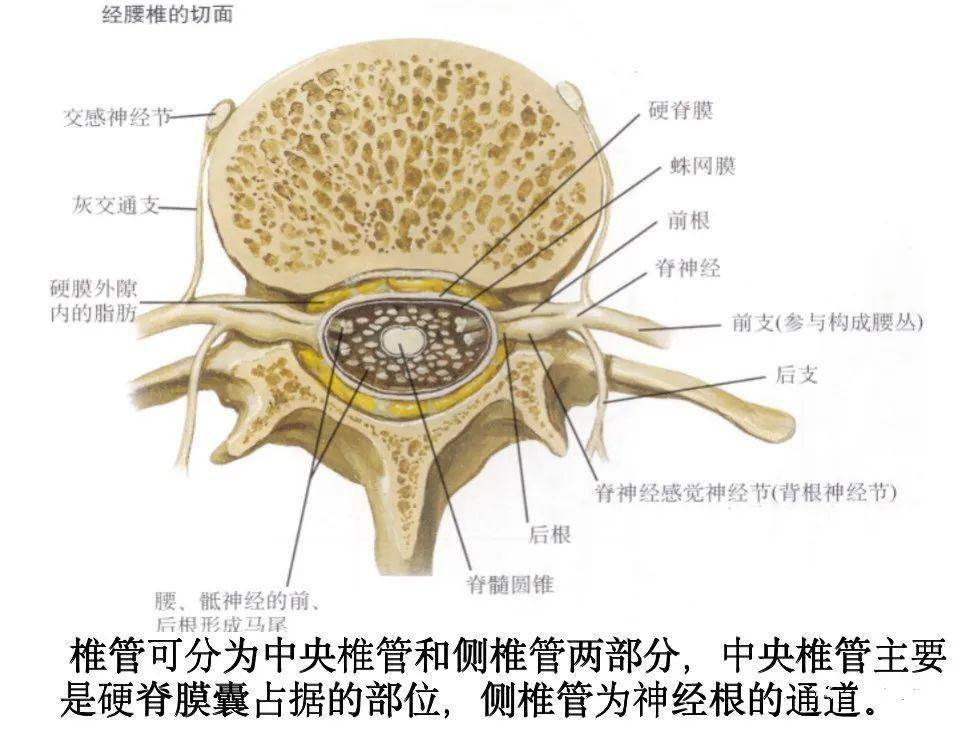 脊柱超详细解剖,高清图文版!_颈椎