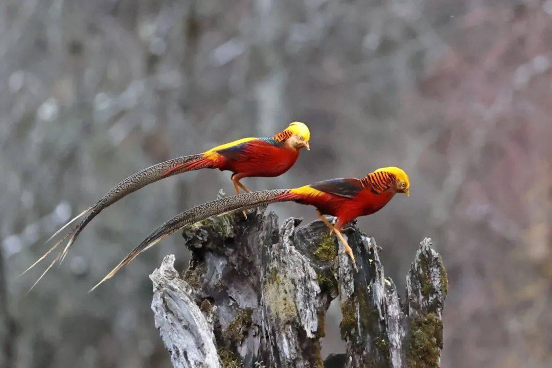 太美了汶川实拍红腹锦鸡凤凰展翅起舞在初冬