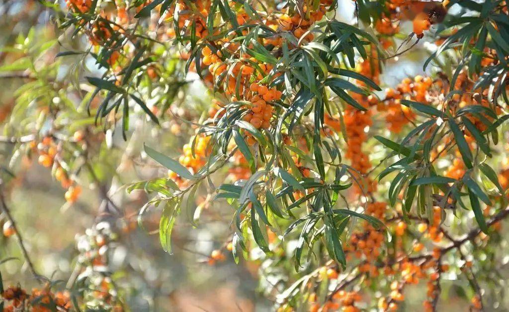 沙漠深处的神奇植物——沙棘_手机搜狐网